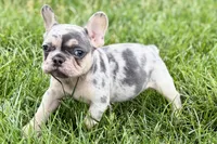 Koda, a male French Bulldog for sale in Sturgis, MI – 8 of 10
