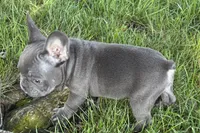 Neil, a male French Bulldog for sale in Sturgis, MI – 7 of 7