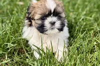 Vivi, a female Shih Tzu for sale in Sturgis, MI – 10 of 10