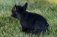 Alice , a female French Bulldog for sale in Sturgis, MI – 7 of 10