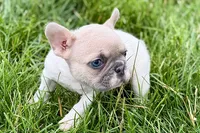 Juniper, a female French Bulldog for sale in Sturgis, MI – 2 of 9