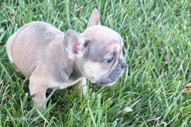 Naomi – French Bulldog puppy for sale in Sturgis, MI