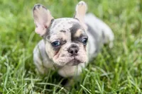 Koda, a male French Bulldog for sale in Sturgis, MI – 2 of 10