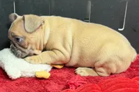 Yack, a  French Bulldog for sale in Sturgis, MI – 2 of 6