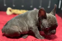 Donna , a female French Bulldog for sale in Sturgis, MI – 3 of 10
