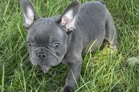 Neil, a male French Bulldog for sale in Sturgis, MI – 5 of 7