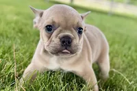 Flutter, a female French Bulldog for sale in Sturgis, MI – 8 of 10