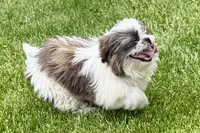Sawyer, a male Shih Tzu for sale in Sturgis, MI – 2 of 9