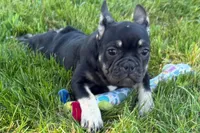Tubby, a female French Bulldog for sale in Sturgis, MI – 6 of 9