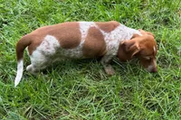 Martha , a female Dachshund for sale in Sturgis, MI – 4 of 5
