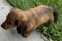 Moya , a female Dachshund for sale in Sturgis, MI – 7 of 7