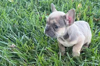Naomi, a female French Bulldog for sale in Sturgis, MI – 3 of 7