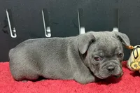 Lionel, a male French Bulldog for sale in Sturgis, MI – 8 of 10
