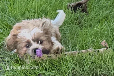 Iron – Shih Tzu puppy for sale in Sturgis, MI