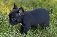 Alice , a female French Bulldog for sale in Sturgis, MI – 8 of 10