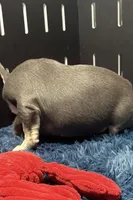 King, a male French Bulldog for sale in Sturgis, MI – Photo 6 of 9