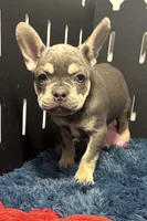 King, a male French Bulldog for sale in Sturgis, MI – Photo 1 of 9