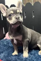 King, a male French Bulldog for sale in Sturgis, MI – Photo 2 of 9