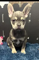 King, a male French Bulldog for sale in Sturgis, MI – Photo 3 of 9