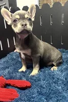 King, a male French Bulldog for sale in Sturgis, MI – Photo 4 of 9