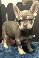 King, a male French Bulldog for sale in Sturgis, MI – Photo 8 of 9