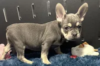 King, a male French Bulldog for sale in Sturgis, MI – Photo 7 of 9