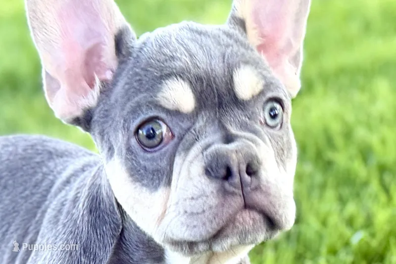King – French Bulldog puppy for sale in Sturgis, MI