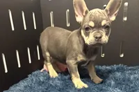 King, a male French Bulldog for sale in Sturgis, MI – Photo 5 of 9