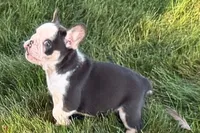 Chandler , a male French Bulldog for sale in Sturgis, MI – 10 of 10