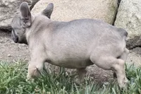 Elvis, a male French Bulldog for sale in Sturgis, MI – 5 of 9