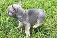 Sophie, a female French Bulldog for sale in Sturgis, MI – 9 of 10