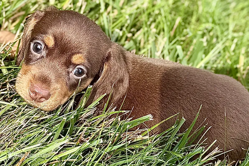 Wiggles  – Dachshund puppy for sale in Sturgis, MI