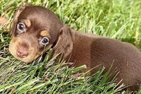 Wiggles , a female Dachshund for sale in Sturgis, MI – 1 of 7