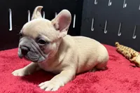 Luke, a male French Bulldog for sale in Sturgis, MI – 10 of 10