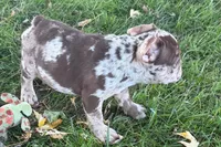 Albert, a  French Bulldog for sale in Sturgis, MI – 4 of 10