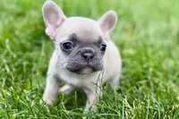 Jade, a female French Bulldog for sale in Sturgis, MI – 5 of 9