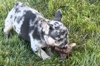 Calvin, a male French Bulldog for sale in Sturgis, MI – 2 of 10