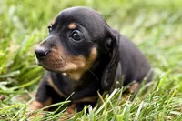 Winston, a male Dachshund for sale in Sturgis, MI – 4 of 10