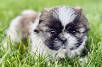 Violet, a female Shih Tzu for sale in Sturgis, MI – 3 of 10