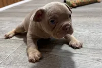 Pistol, a male French Bulldog for sale in Sturgis, MI – 8 of 10