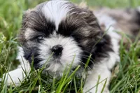 Vail, a female Shih Tzu for sale in Sturgis, MI – 5 of 10
