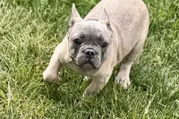 Elvis, a male French Bulldog for sale in Sturgis, MI – 5 of 10