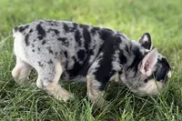 Abby, a female French Bulldog for sale in Sturgis, MI – 3 of 9