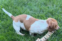 Master, a female Dachshund for sale in Sturgis, MI – 6 of 9