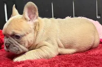 Wesley , a male French Bulldog for sale in Sturgis, MI – 5 of 9