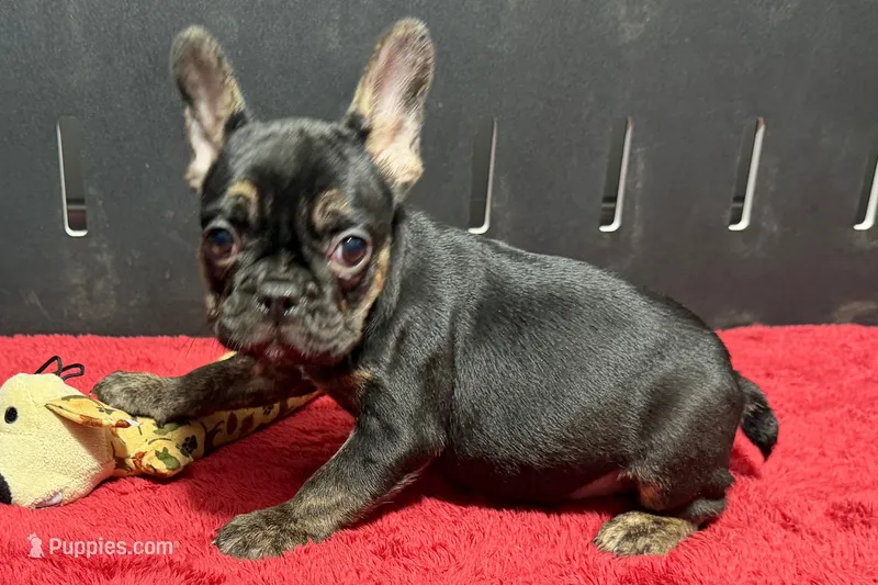 Yarma – French Bulldog puppy for sale in Sturgis, MI