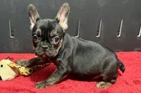 Yarma, a female French Bulldog for sale in Sturgis, MI – 1 of 10