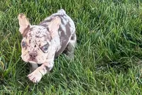 Alvin, a male French Bulldog for sale in Sturgis, MI – 7 of 9