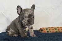 Flower, a female French Bulldog for sale in Sturgis, MI – 7 of 10
