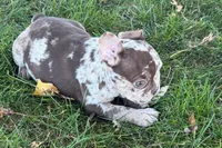 Albert, a  French Bulldog for sale in Sturgis, MI – 7 of 10